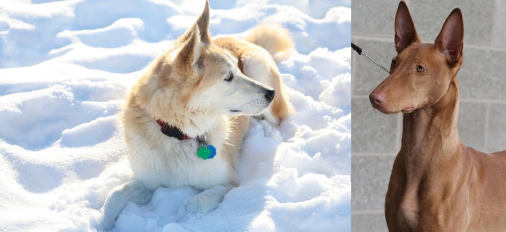 Pharaoh Hound vs Labrador Husky - Breed Comparison