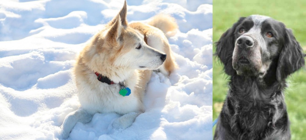 Picardy Spaniel vs Labrador Husky - Breed Comparison