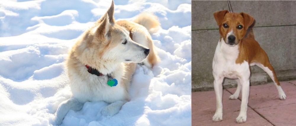 Plummer Terrier vs Labrador Husky - Breed Comparison