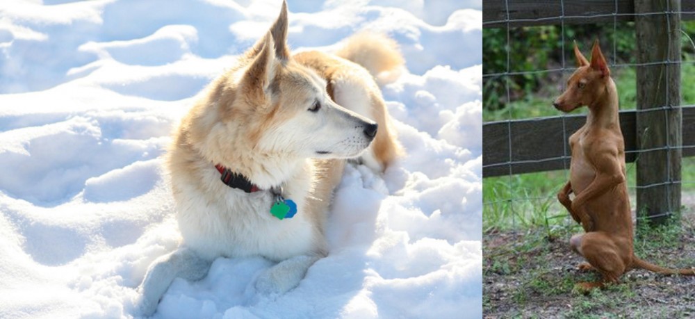 Podenco Andaluz vs Labrador Husky - Breed Comparison