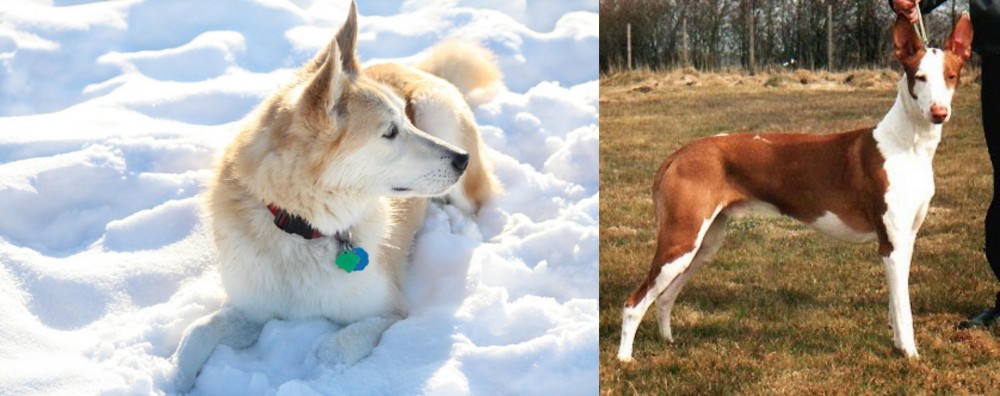Podenco Canario vs Labrador Husky - Breed Comparison