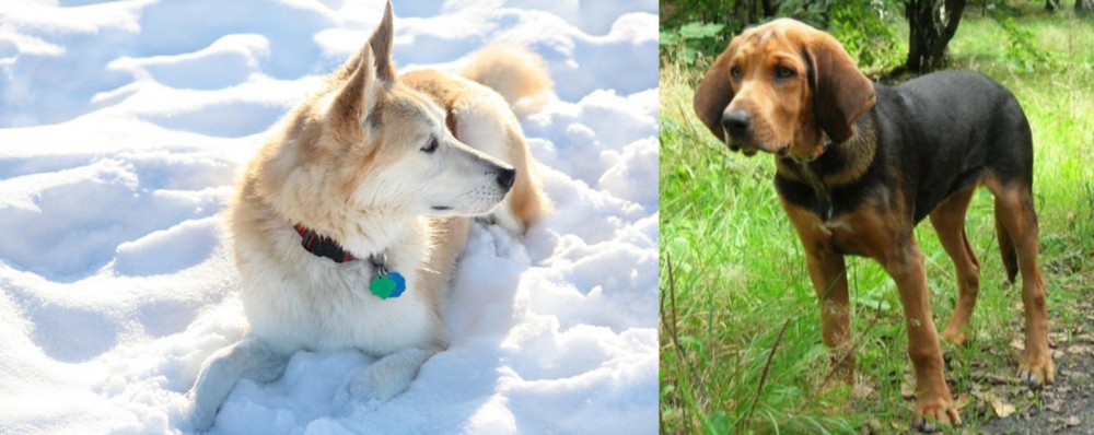 Polish Hound vs Labrador Husky - Breed Comparison