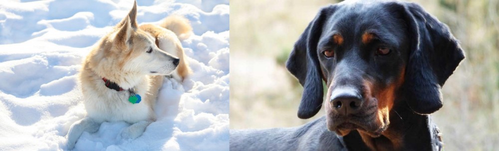 Polish Hunting Dog vs Labrador Husky - Breed Comparison