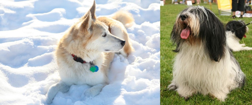 Polish Lowland Sheepdog vs Labrador Husky - Breed Comparison