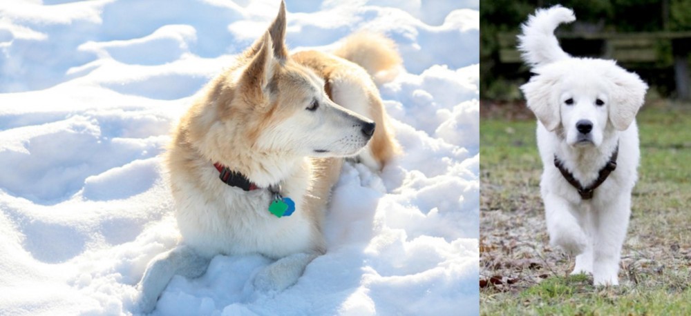 Polish Tatra Sheepdog vs Labrador Husky - Breed Comparison