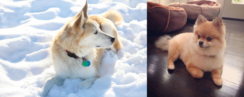 Pomeranian vs Labrador Husky - Breed Comparison