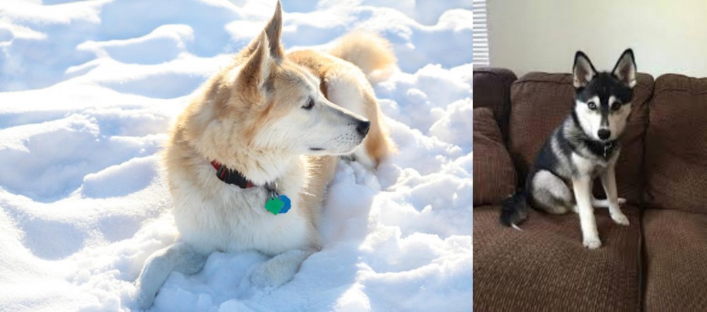 Pomsky vs Labrador Husky - Breed Comparison