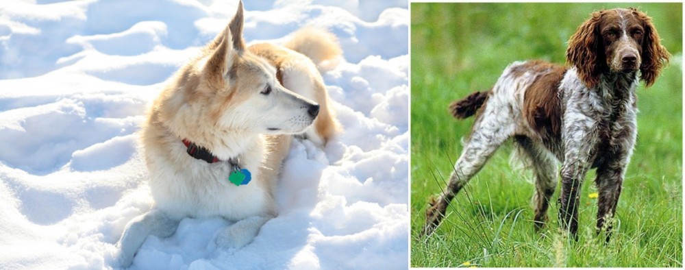 Pont-Audemer Spaniel vs Labrador Husky - Breed Comparison