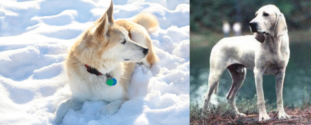 Porcelaine vs Labrador Husky - Breed Comparison