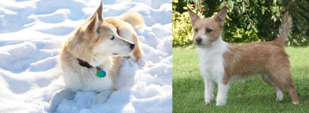 Portuguese Podengo vs Labrador Husky - Breed Comparison