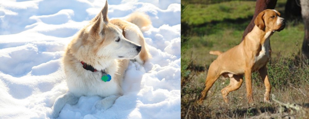 Portuguese Pointer vs Labrador Husky - Breed Comparison