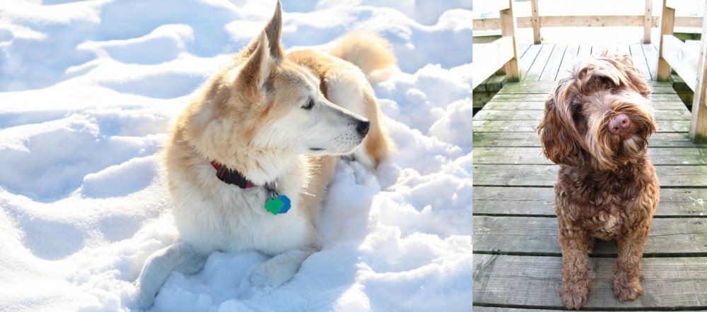 Portuguese Water Dog vs Labrador Husky - Breed Comparison