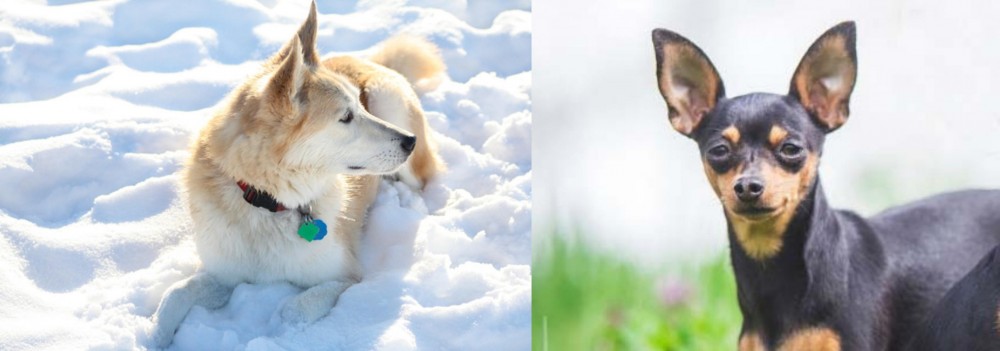 Prazsky Krysarik vs Labrador Husky - Breed Comparison