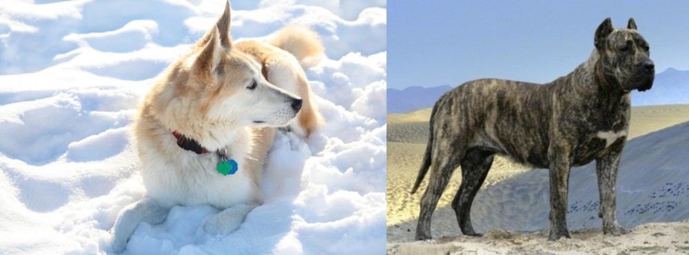 Presa Canario vs Labrador Husky - Breed Comparison