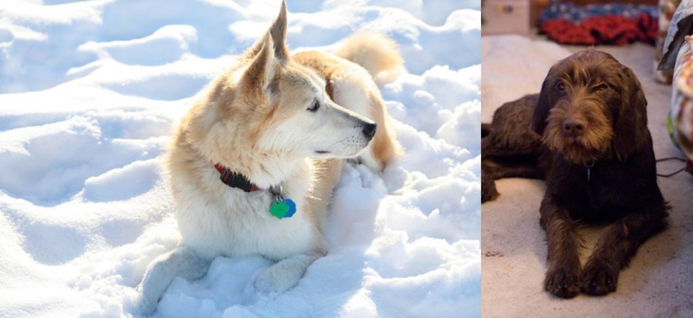 Pudelpointer vs Labrador Husky - Breed Comparison