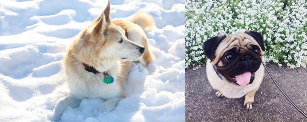 Pug vs Labrador Husky - Breed Comparison