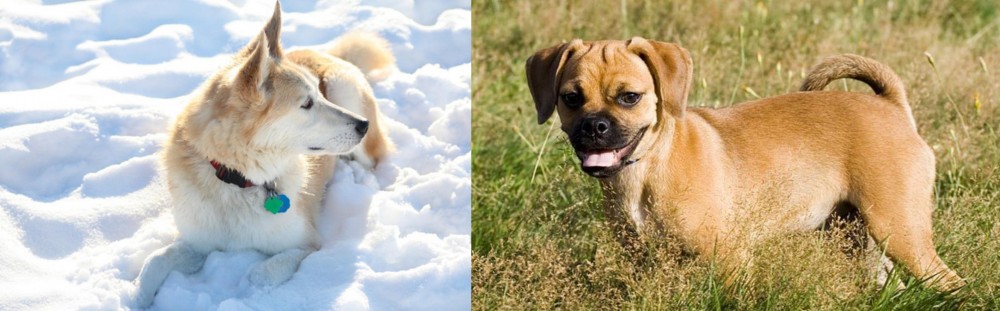 Puggle vs Labrador Husky - Breed Comparison
