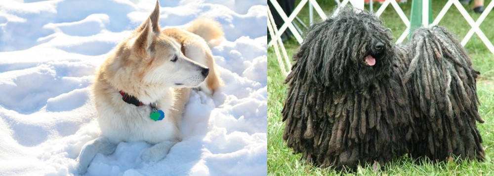 Puli vs Labrador Husky - Breed Comparison