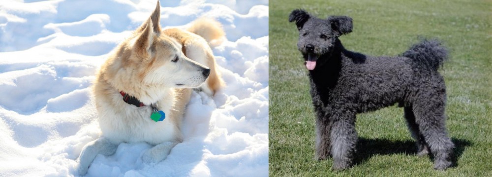 Pumi vs Labrador Husky - Breed Comparison