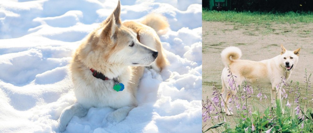 Pungsan Dog vs Labrador Husky - Breed Comparison