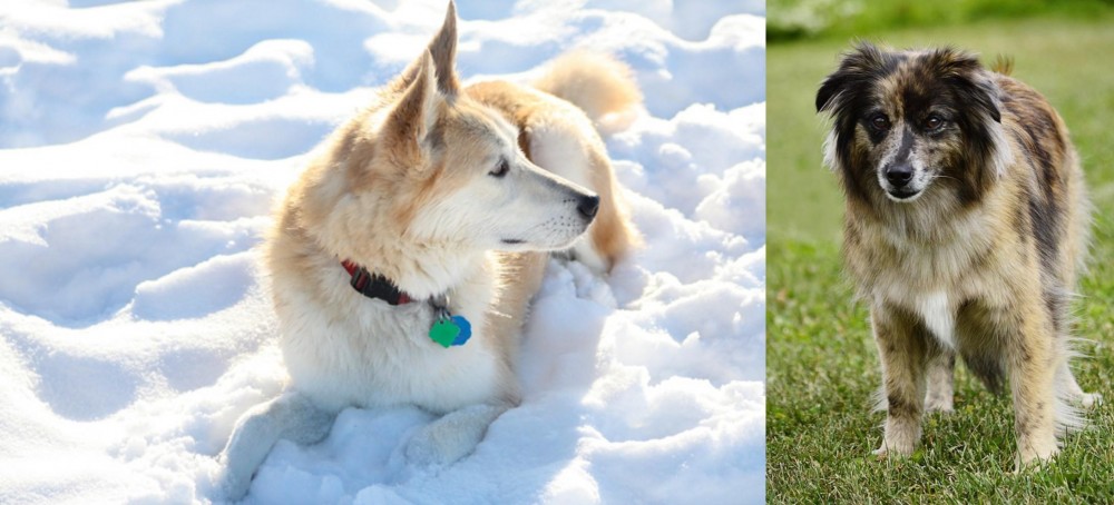 Pyrenean Shepherd vs Labrador Husky - Breed Comparison