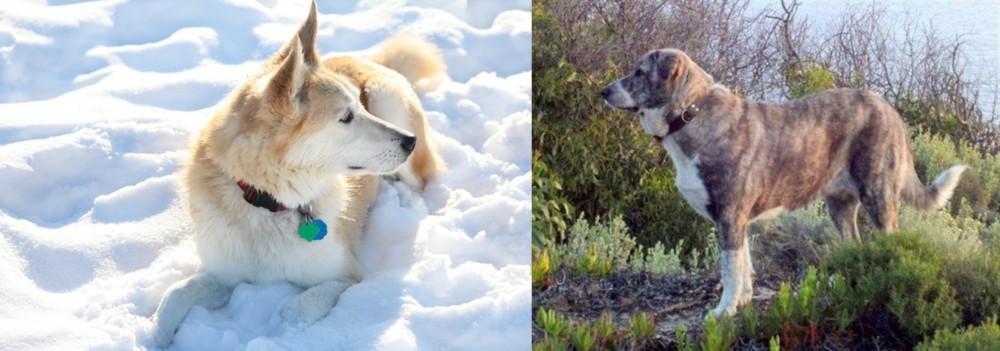 Rafeiro do Alentejo vs Labrador Husky - Breed Comparison