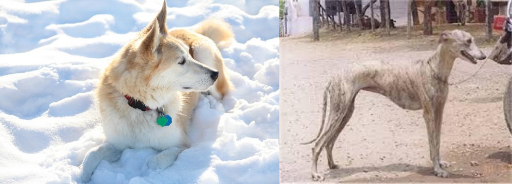 Rampur Greyhound vs Labrador Husky - Breed Comparison