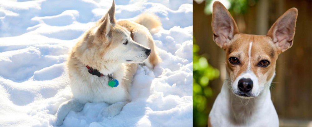 Rat Terrier vs Labrador Husky - Breed Comparison