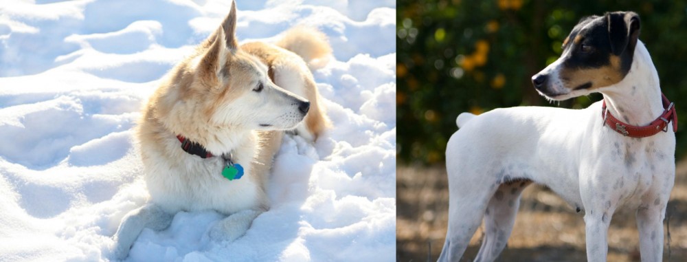 Ratonero Bodeguero Andaluz vs Labrador Husky - Breed Comparison