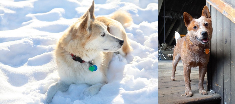 Red Heeler vs Labrador Husky - Breed Comparison