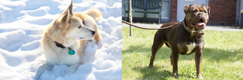 Renascence Bulldogge vs Labrador Husky - Breed Comparison