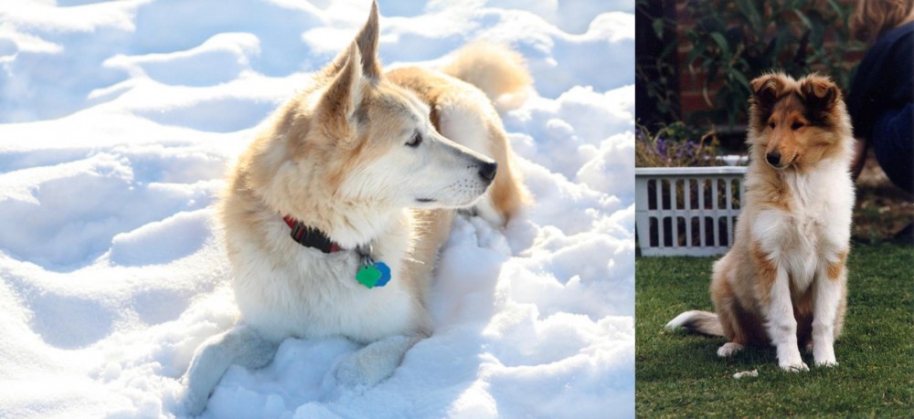 Rough Collie vs Labrador Husky - Breed Comparison