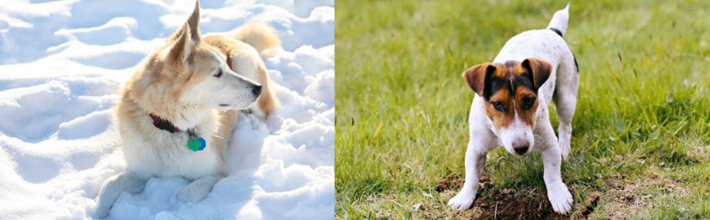 Russell Terrier vs Labrador Husky - Breed Comparison