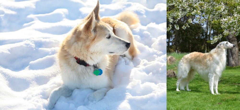 Russian Hound vs Labrador Husky - Breed Comparison