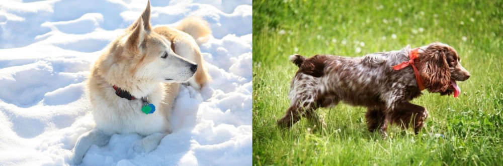 Russian Spaniel vs Labrador Husky - Breed Comparison