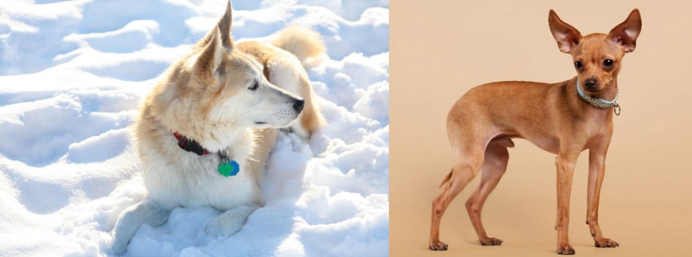 Russian Toy Terrier vs Labrador Husky - Breed Comparison