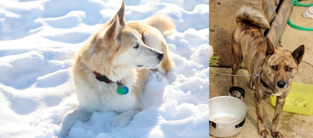 Ryukyu Inu vs Labrador Husky - Breed Comparison