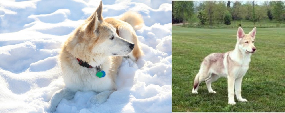 Saarlooswolfhond vs Labrador Husky - Breed Comparison