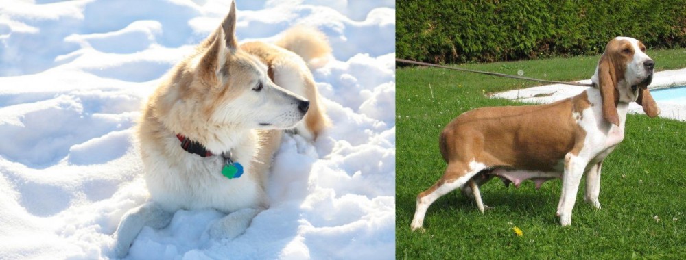 Sabueso Espanol vs Labrador Husky - Breed Comparison
