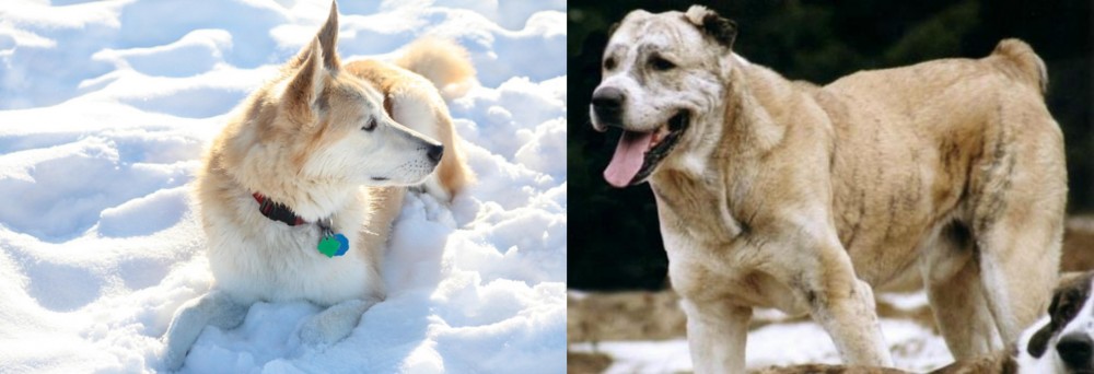 Sage Koochee vs Labrador Husky - Breed Comparison