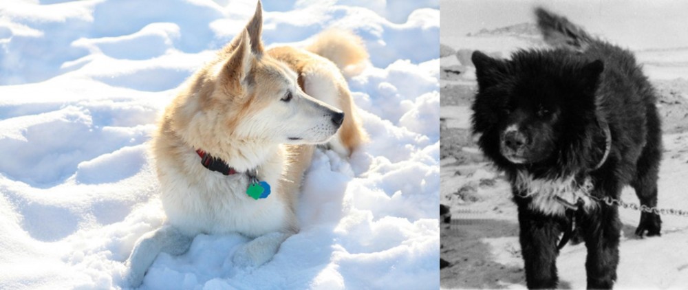Sakhalin Husky vs Labrador Husky - Breed Comparison