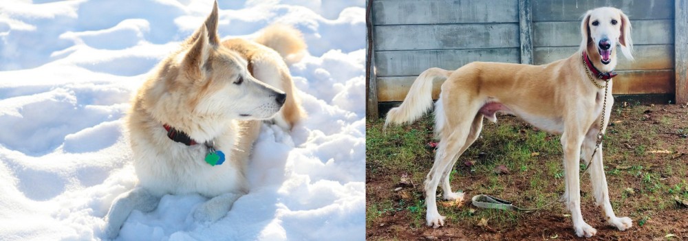 Saluki vs Labrador Husky - Breed Comparison