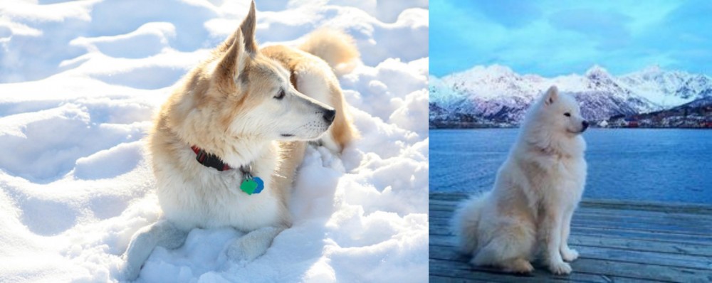 Samoyed vs Labrador Husky - Breed Comparison
