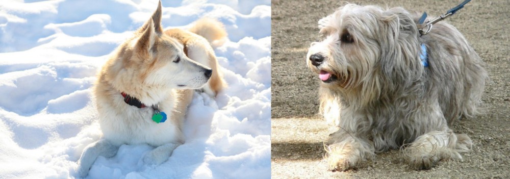 Sapsali vs Labrador Husky - Breed Comparison