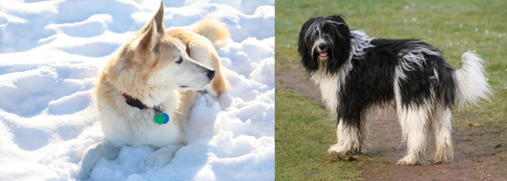 Schapendoes vs Labrador Husky - Breed Comparison