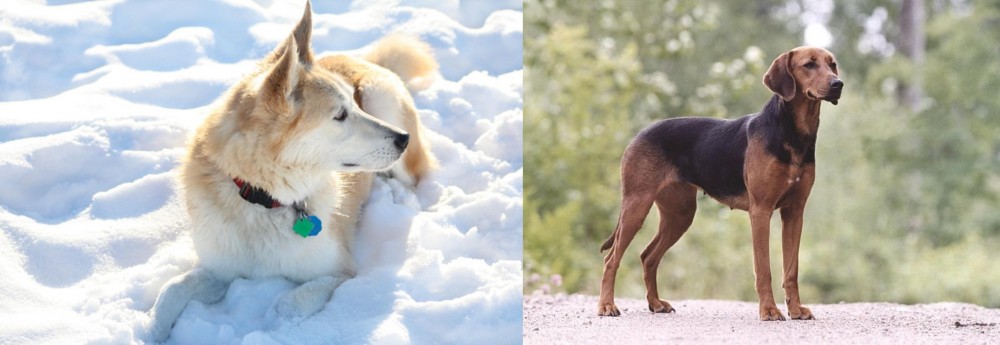 Schillerstovare vs Labrador Husky - Breed Comparison