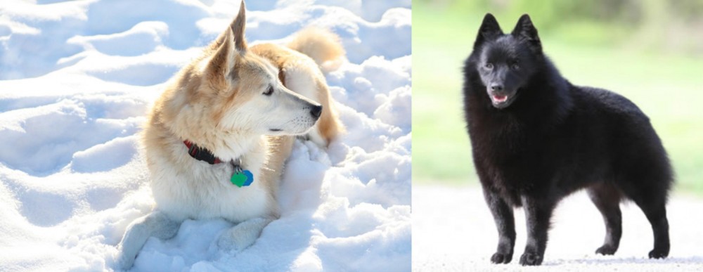Schipperke vs Labrador Husky - Breed Comparison