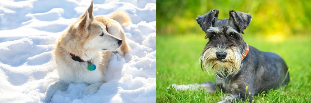 Schnauzer vs Labrador Husky - Breed Comparison