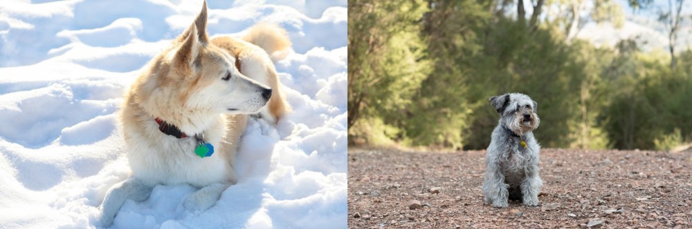 Schnoodle vs Labrador Husky - Breed Comparison
