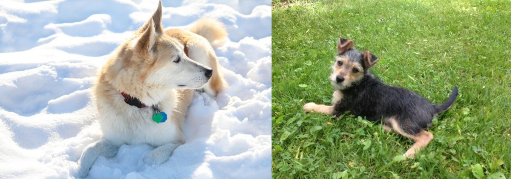 Schnorkie vs Labrador Husky - Breed Comparison